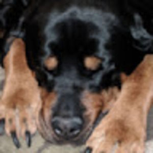 Meet your Posher, Falan